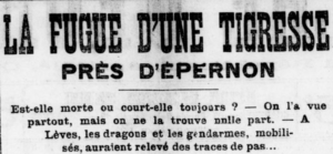Tigresse de Droué, 1913.